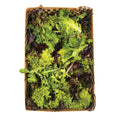 Mixed Leaves Box (serves 6) (vg)